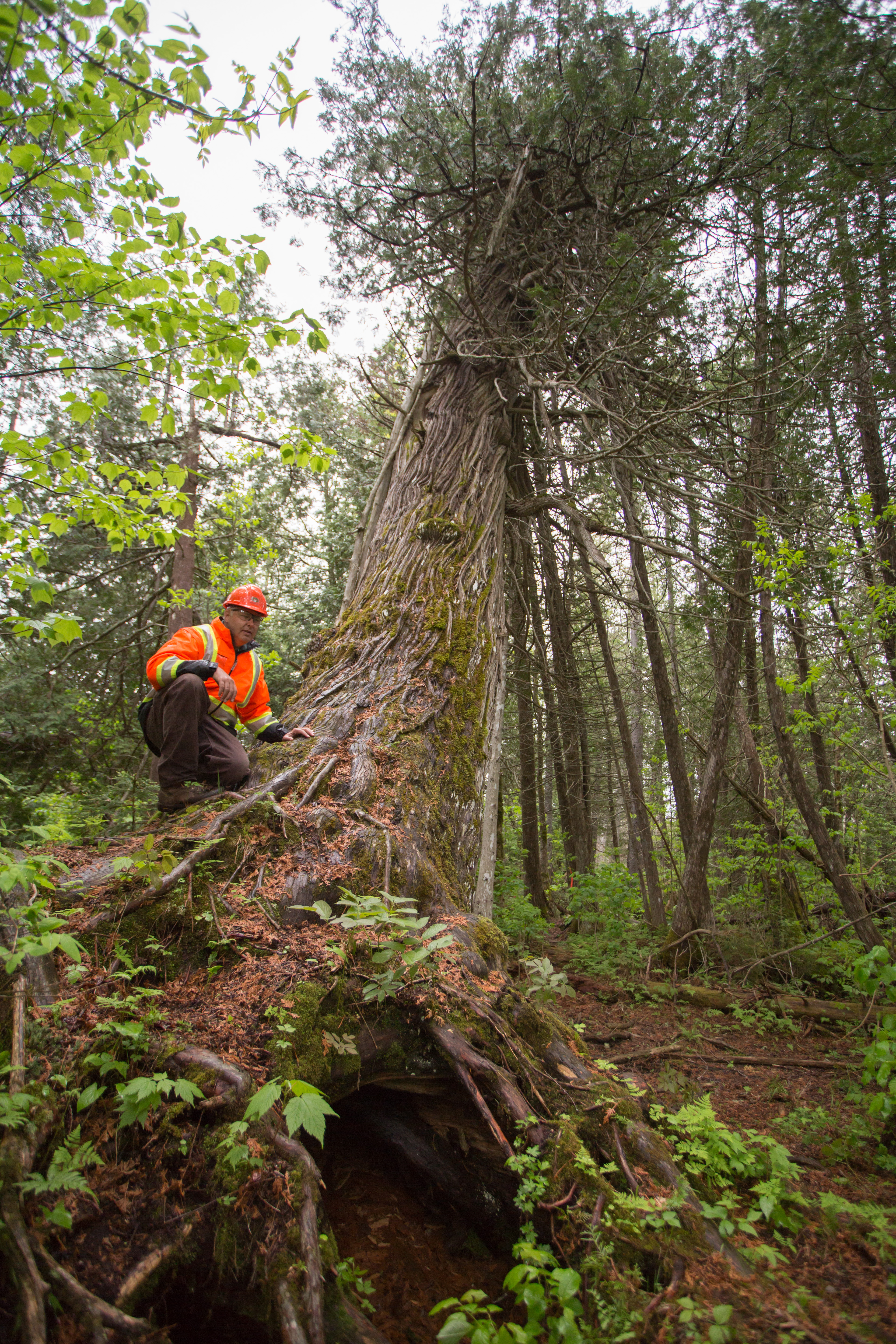 US National Forest Week Body